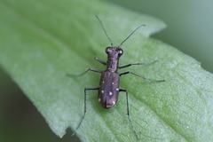 Cylindera