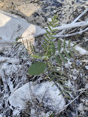 Sesbanieae