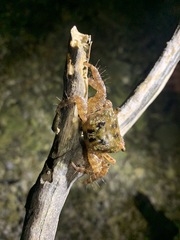 Metopograpsus thukuhar