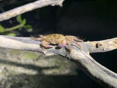 Metopograpsus thukuhar