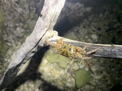 Metopograpsus thukuhar