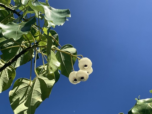 Hernandia nymphaeifolia