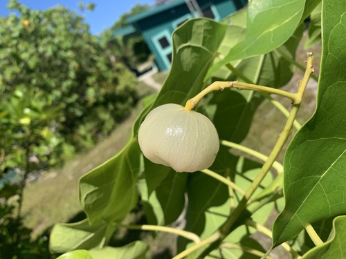 Hernandia nymphaeifolia