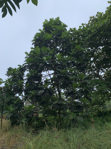 Artocarpus altilis - Leaves