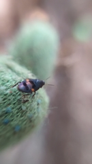 Holocompsa binotata