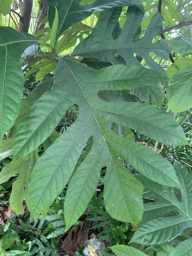 Artocarpus altilis - Whole tree