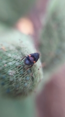 Holocompsa binotata