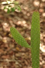 Consolea corallicola