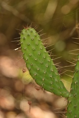 Consolea corallicola