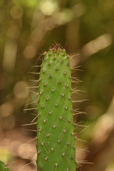 Consolea corallicola