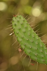 Consolea corallicola