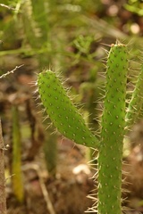 Consolea corallicola