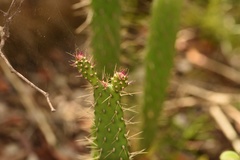 Consolea corallicola