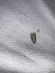 Semioscopis packardella