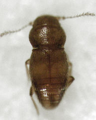 Ptinella taylorae