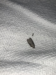 Semioscopis packardella