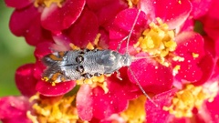 Lithariapteryx abroniaeella