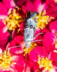 Lithariapteryx abroniaeella