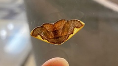 Nothomiza flavicosta