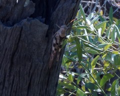 Austracris basalis