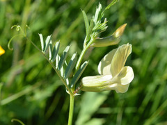 Vicia grandiflora