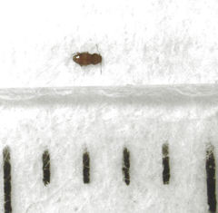 Ptinella taylorae