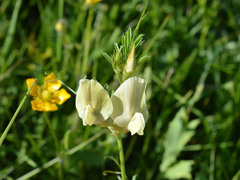 Vicia grandiflora