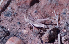 Froggattina australis