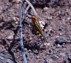Zebratula flavonigra