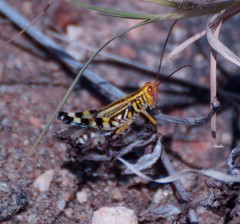 Zebratula flavonigra