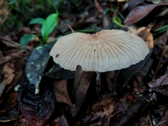 Collybiopsis neotropica