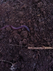 Adelphicos nigrilatum