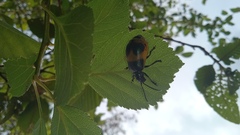 Monocesta ducalis