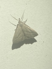 Macrochilo hypocritalis