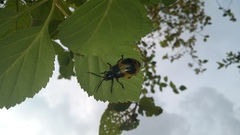Monocesta ducalis