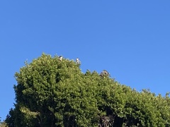 Nycticorax nycticorax