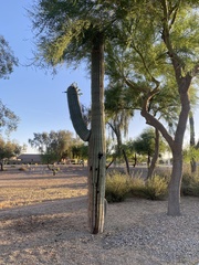 Carnegiea gigantea