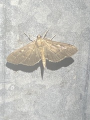 Herpetogramma sphingealis