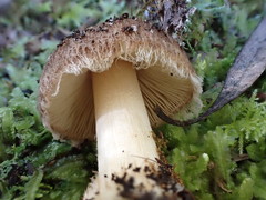 Inocybe exigua