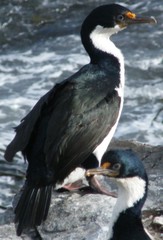 Leucocarbo verrucosus