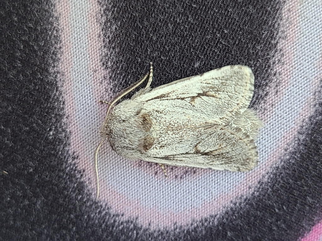 Comadia alleni