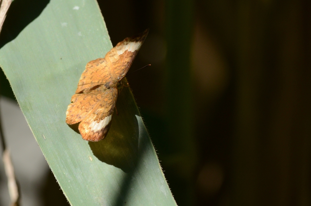 Emesis lupina