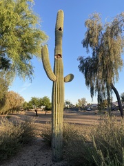 Carnegiea gigantea
