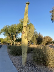 Carnegiea gigantea