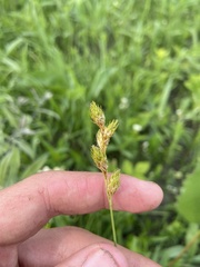 Carex bicknellii