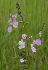 Sidalcea campestris