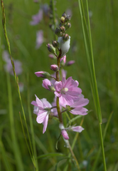 Sidalcea campestris
