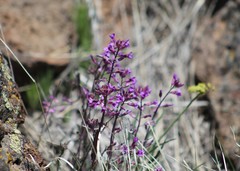Boechera breweri