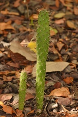 Consolea corallicola