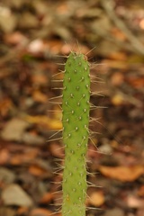 Consolea corallicola